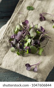 Raw Purple Organic Radish Microgreens Ready to Eat