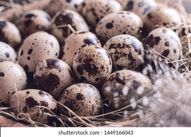 raw quail eggs and feathers in hay close-up. background with quail eggs.