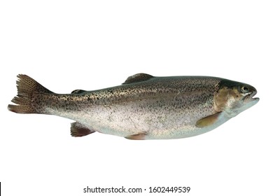 Rainbow Trout Images Stock Photos Vectors Shutterstock