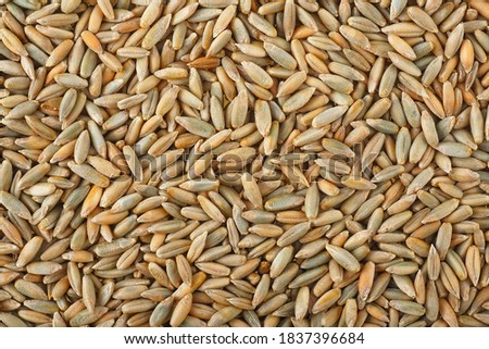 Raw rye grains as a background. Rye texture.