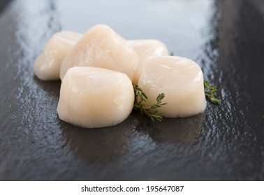 Raw Scallops