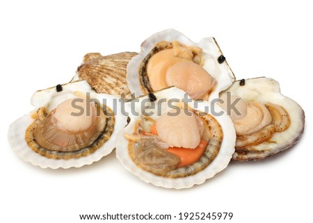 Raw scallops on white background