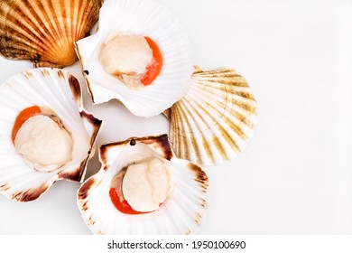 Raw scallops in shells on white background. Mediterranean seafood. Fresh Shellfish. Aequipecten opercularis. Pecten Jacobaeus