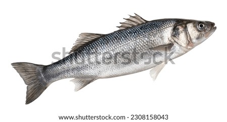 Raw sea bass, fresh seabass fish isolated on white background with clipping path	