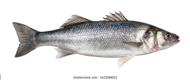 Raw seabass. One fresh sea bass fish isolated on white background with clipping path - Shutterstock ID 1613584021