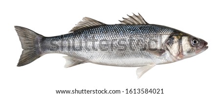 Raw seabass. One fresh sea bass fish isolated on white background with clipping path