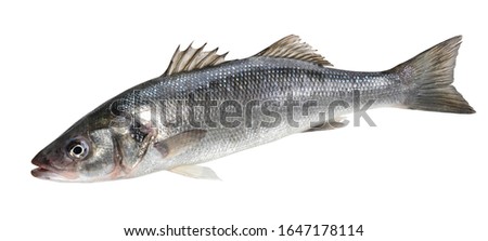 Raw seabass. One fresh sea bass fish isolated on white background with clipping path