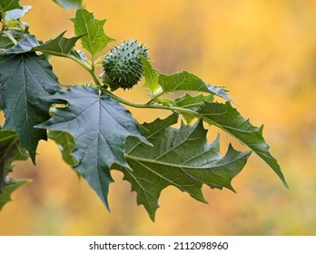 Raw Seedcase Of Poisonous  Jimsonweed 