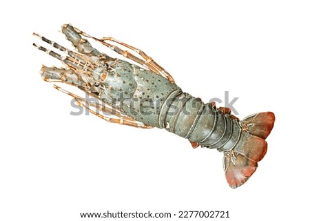 Raw Spiny lobster or sea crayfish on a marble board. Isolated on white background