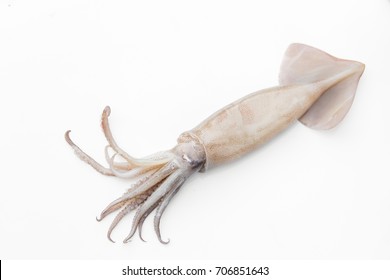 127,898 White squid Images, Stock Photos & Vectors | Shutterstock