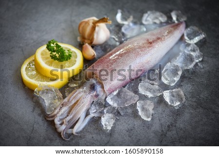 Raw squid on ice with salad spices lemon garlic on the dark plate background / fresh squids octopus or cuttlefish for cooked food at restaurant or seafood market 