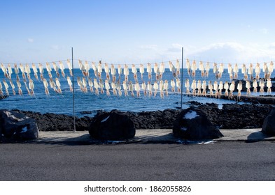 Raw squids are being dried against volcanic roocks and blue sea at Jeju-si near Jeju-do Island, South Korea 