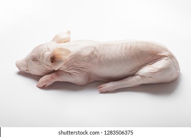 Raw suckling pig on a light background. - Shutterstock ID 1283506375