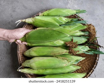 A Raw Sweet Corn (Zea Mays) Held by A Woman's Hand