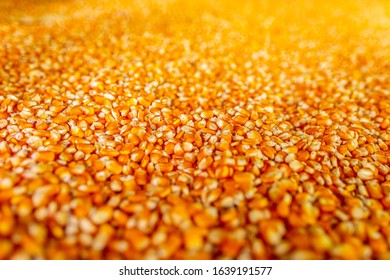 Raw sweet yellow corn with golden background, local market