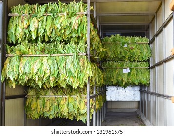 Raw Tobacco Leaf In Stove Factory