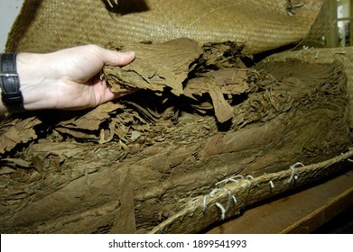 Raw Tobacco Leaves Are Further Processed In A Tobacco Factory