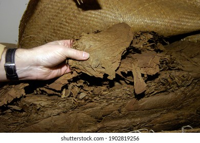 Raw Tobacco Leaves Are Further Processed In A Tobacco Factory