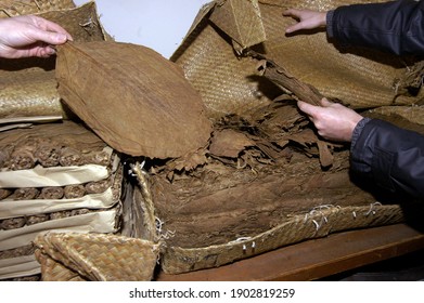 Raw Tobacco Leaves Are Further Processed In A Tobacco Factory