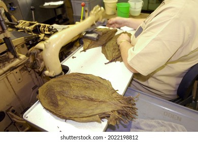 Raw Tobacco Leaves Are Further Processed In A Tobacco Factory