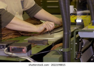 Raw Tobacco Leaves Are Further Processed In A Tobacco Factory