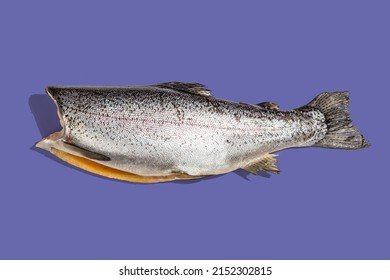 Raw Trout Carcass Isolated On A Very Peri Color Background. Sea Fish, Healthy Food, Mockup, Flat Lay, Template. A Trendy Hard Light, Dark Shadow