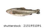 Raw trout isolated. Fresh cutthroat, steelhead fish, whole rainbow trout, trutta, fario, Oncorhynchus mykiss, freshwater trouts on white background
