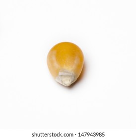 Raw, Uncooked Yellow Popcorn Kernel Isolated On A White Background