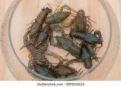 Raw Unprepared Crayfishes In Glass Aquarium On Counter For Sale At Summer Local Food Market - Close Up Top View. Seafood Concept