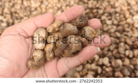 raw unprocessed cashew nuts isolated