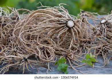 Raw Valerian Root, Macro