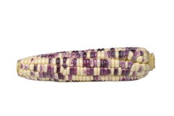 Raw Waxy Corn Isolated On White Background. Seeds Color Mixed Between White & Purple
