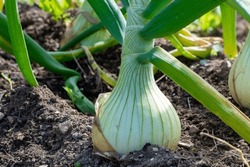 Raw White Onions With Long Thick Green Stalks Attached To The Bulb. The Bottom Of The Onions Has Long Thin Dried Roots. The Bulbs Are Pure White Papery Skin, Sweet, And Mild White Flesh.