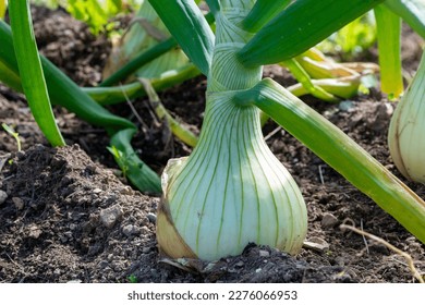 Raw white onions with long thick green stalks attached to the bulb. The bottom of the onions has long thin dried roots. The bulbs are pure white papery skin, sweet, and mild white flesh.