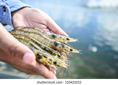 Raw White Shrimp On Hands In Front Of The Aquaculture Pond