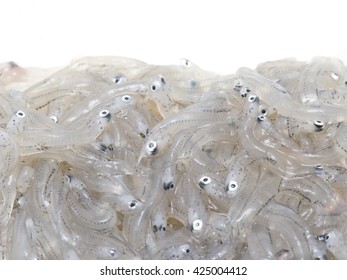 Raw Whitebait