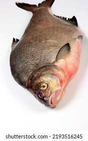 
Raw Whole Fish Bream. Isolated On White. Freshwater Common Bream Known As Bronze Bream Or Carp Bream (Abramis Brama) 