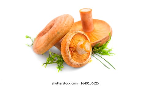 Raw Wild Saffron Milk Cap Mushrooms Isolated On White Background. Lactarius Deliciosus, Rovellons, Niscalos Mushroom Closeup. Organic Fresh Ceps Close-up. Label Design