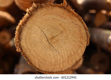 Raw Wood Waiting To Be Processed