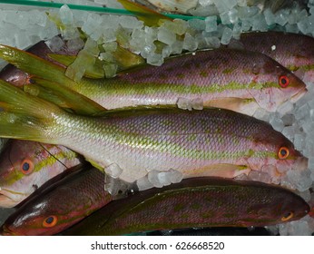 Raw Yellow Tail Snapper Fish