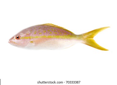 Raw Yellow Tail Snapper Fish Isolated On White