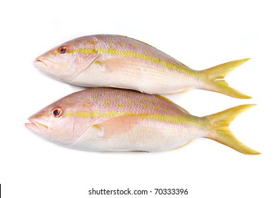 Raw Yellow Tail Snapper Fish Isolated On White