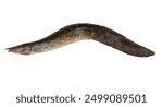 Raw zig zag eel fish isolated on white background