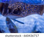Ray