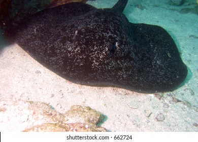 Ray In Cocos Island, Costa Rica