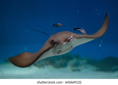 Ray Fish In Aquarium