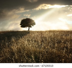 a ray of light breaks through the dramatic sky at sunset and hit an oak tree solitary - Powered by Shutterstock