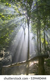 Ray Of Light In The Dark Jungle. Nature Composition,soft Focus And Low Light.