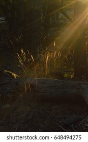 Ray of light through forest