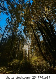 Ray of light through the tree 